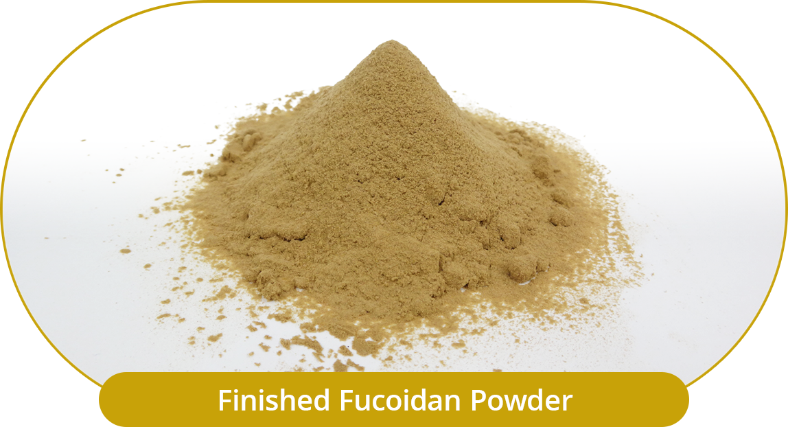 Completed Fucoidan Powder.