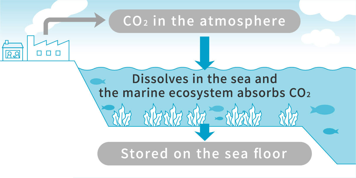 CO2 in the atmosphere Dissolves in the sea and the marine ecosystem absorbs CO2 Stored on the sea floor