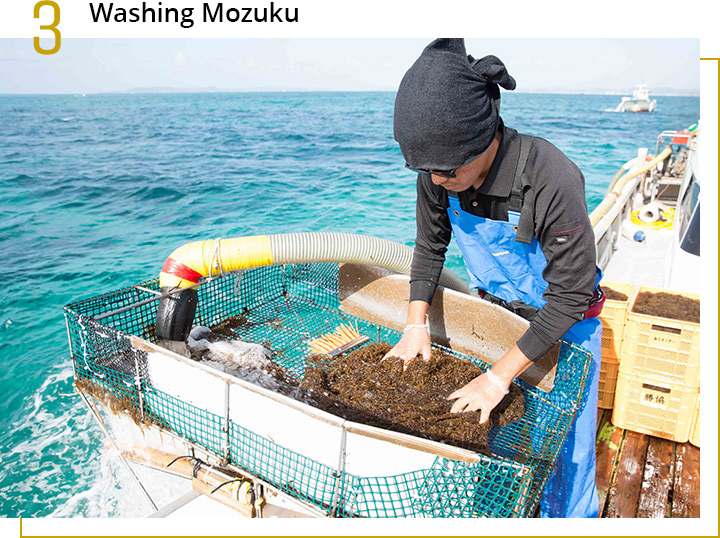 Okinawa Mozuku harvesting ship.