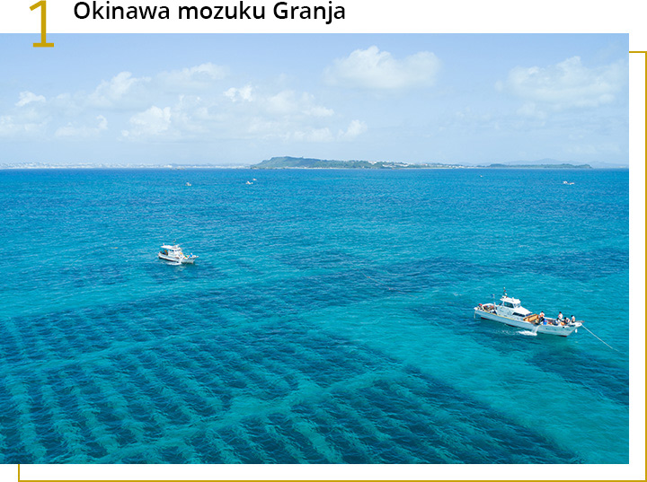 Okinawa Mozuku Granja en Japón