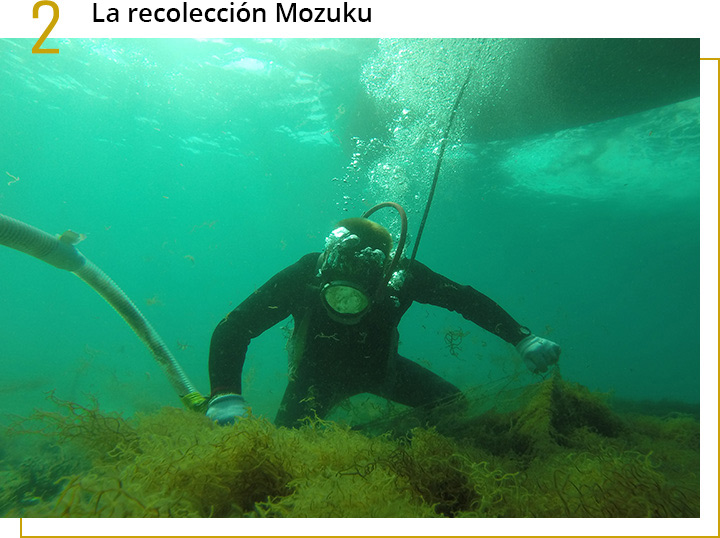 Cosecha de Okinawa Mozuku. Un buzo está comprobando la calidad.