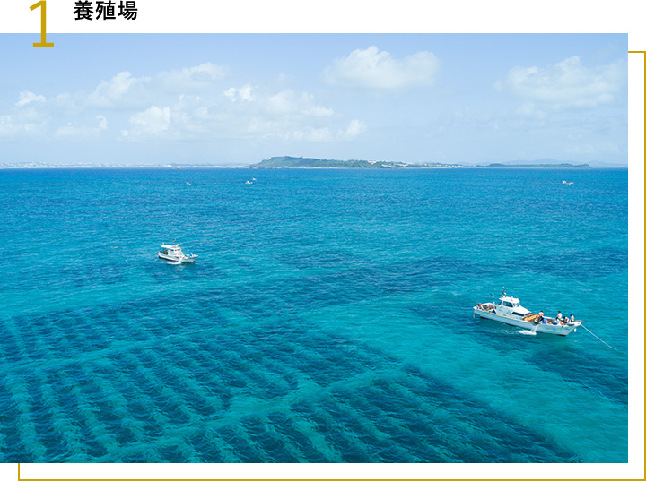 1 日本・沖縄にあるオキナワモズクの養殖場。