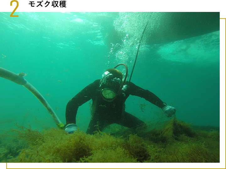 2 沖縄モズク収穫。ダイバーが海中でモズクの品質管理を行っている様子。