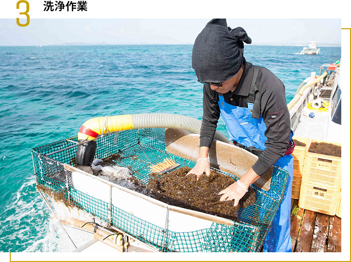 3 船上作業。オキナワモズクを船上に水揚げする様子。