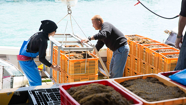 Harvesting Okinawa Mozuku