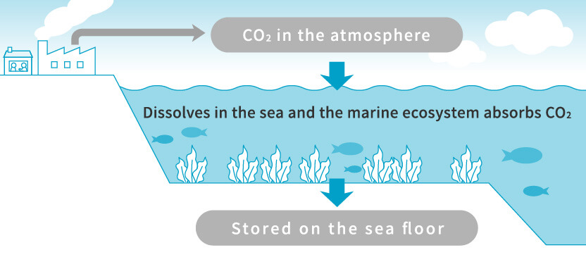 CO2 in the atmosphere Dissolves in the sea and the marine ecosystem absorbs CO2 Stored on the sea floor