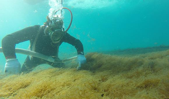 A diver is checking Mozuku's quality in Okinawan sea.