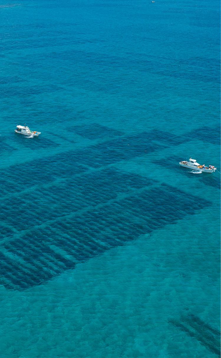 日本沖繩海蘊的養殖場