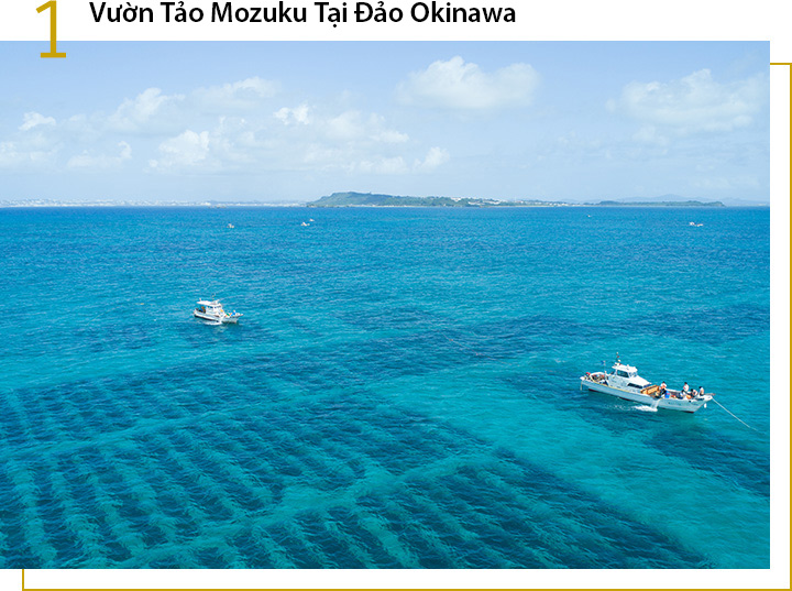 Vườn tảo Mozuku tại Okinawa ở Nhật Bản