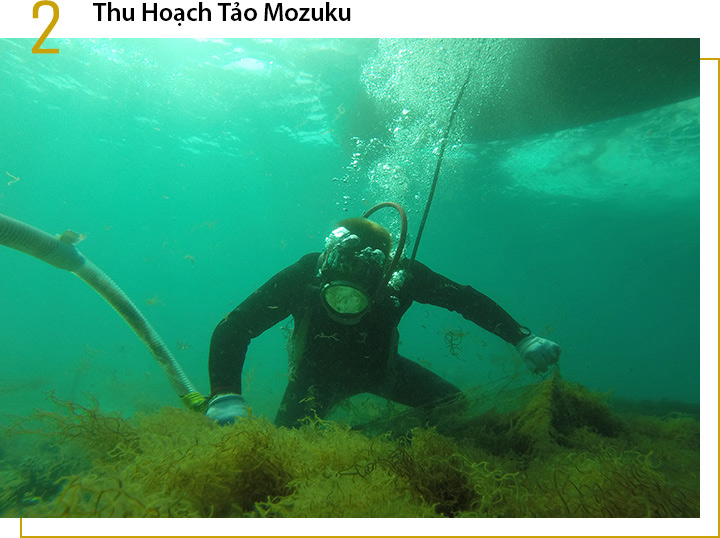 Thu hoạch tảo Okinawa Mozuku. Một nhân viên kiểm soát đang kiểm tra chất lượng.