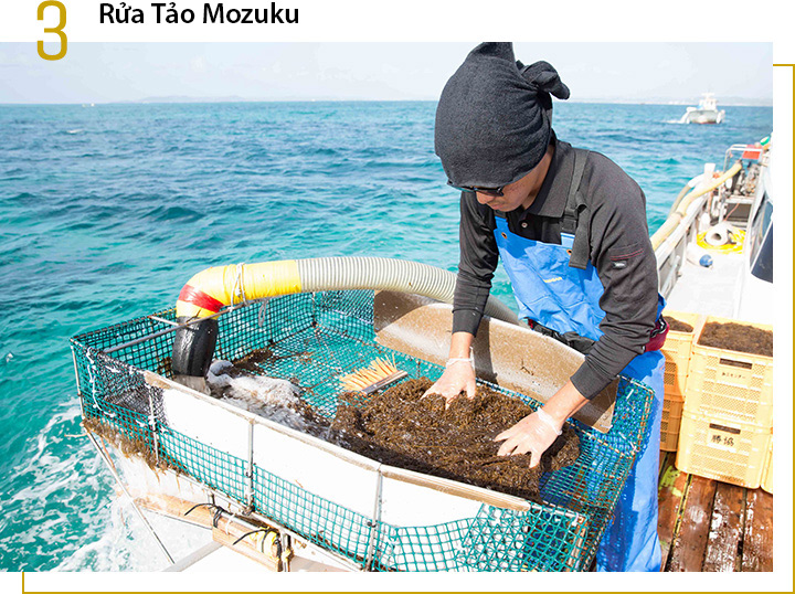 Thuyền thu hoạch tảo Okinawa Mozuku