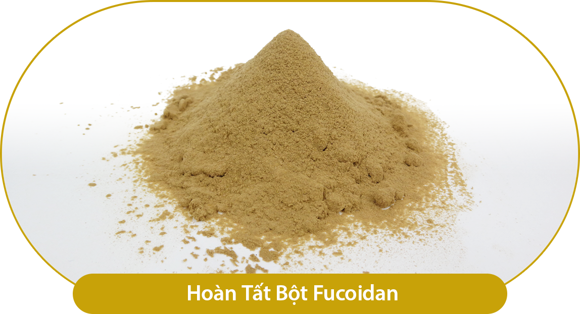 Hoàn thành bột Fucoidan