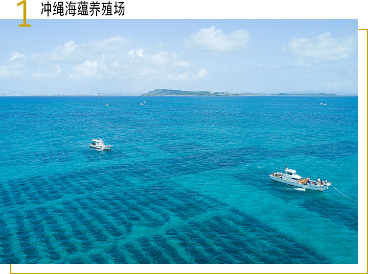 日本冲绳海蕴的养殖场