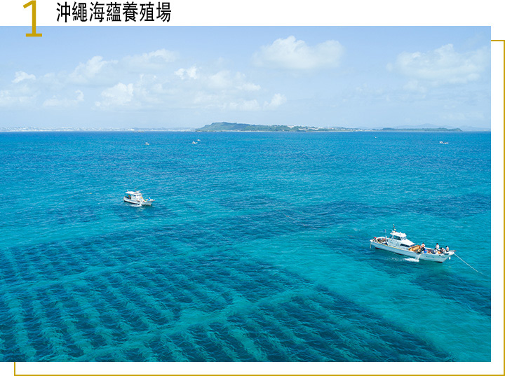 日本沖繩海蘊的養殖場