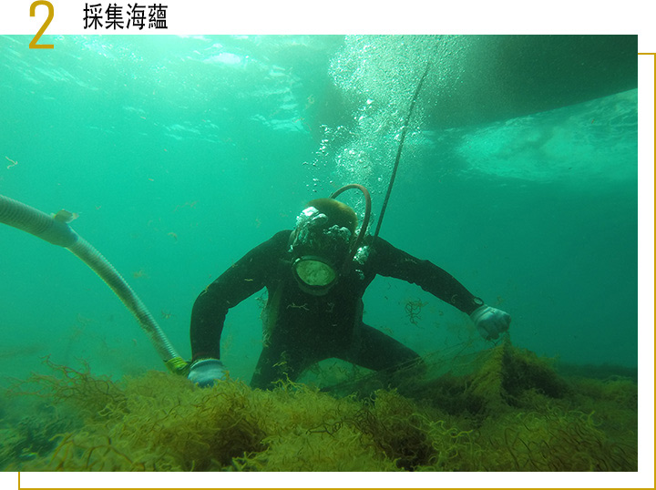 海蘊的採集。 一名潛水員正在水下進行海蘊的質量控制。