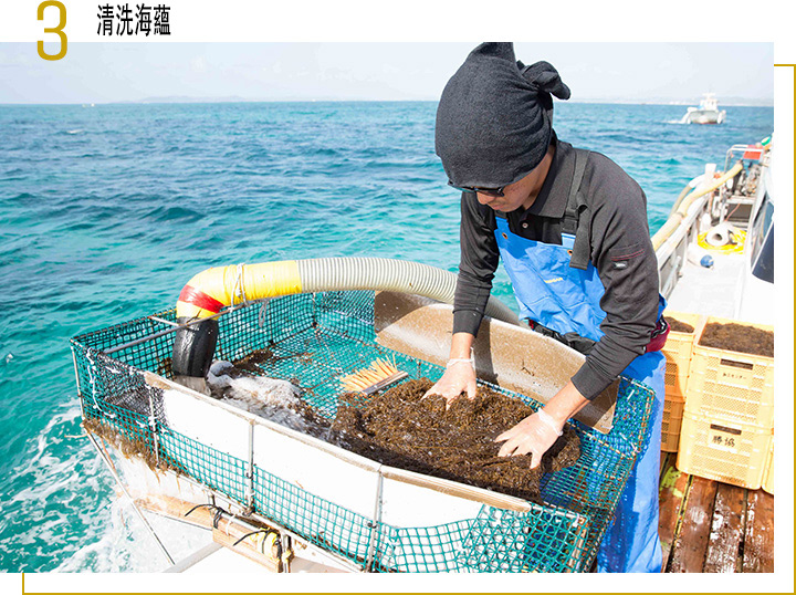 沖繩海蘊的採集船