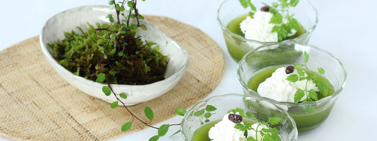 Green tea jello