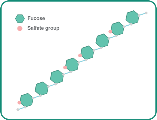Fucose and Salfate group