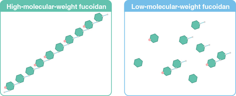 Fucoidan phân tử cao và Fucoidan phân tử thấp