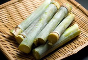 sugarcane