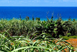 sugarcane field