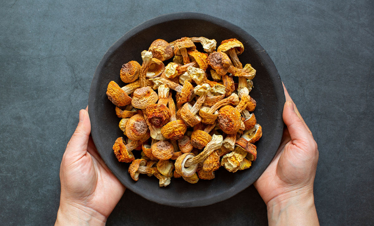 Agaricus in a hand-held plate