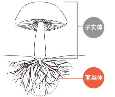 子实体和菌丝体