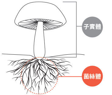 子實體和菌絲體