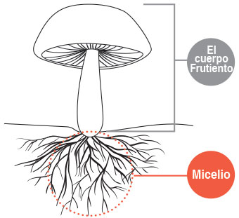 Cuerpos fructíferos y micelios