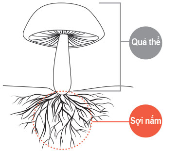 Quả thể và sợi nấm