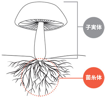 子実体と菌糸体