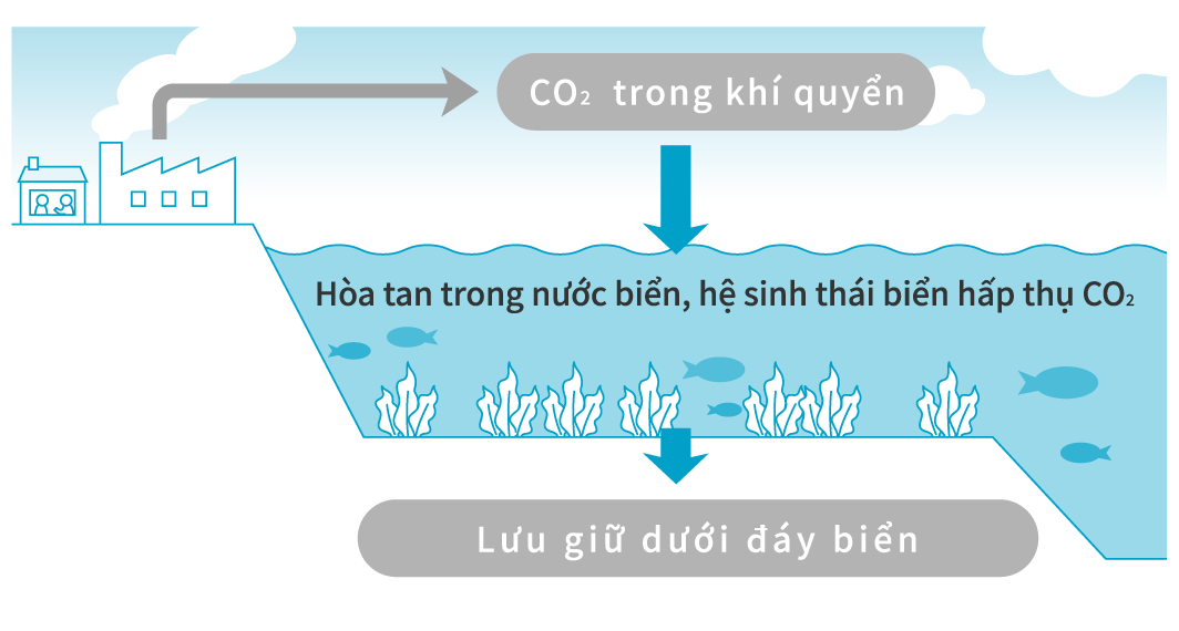 CO2 in the atmosphere Dissolves in the sea and the marine ecosystem absorbs CO2 Stored on the sea floor