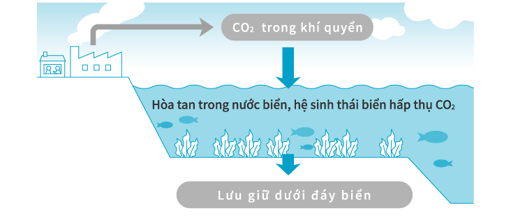 CO2 in the atmosphere Dissolves in the sea and the marine ecosystem absorbs CO2 Stored on the sea floor